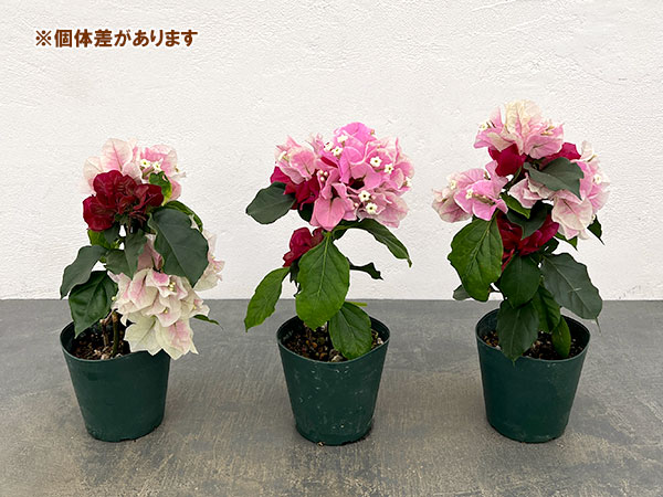 ブーゲンビレア チョコレートパフェ3.5号鉢植えの詳細画像2