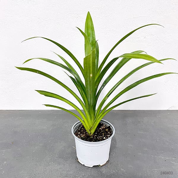 野菜の苗 アジアンハーブ パンダンリーフ4号ポット |  | 01