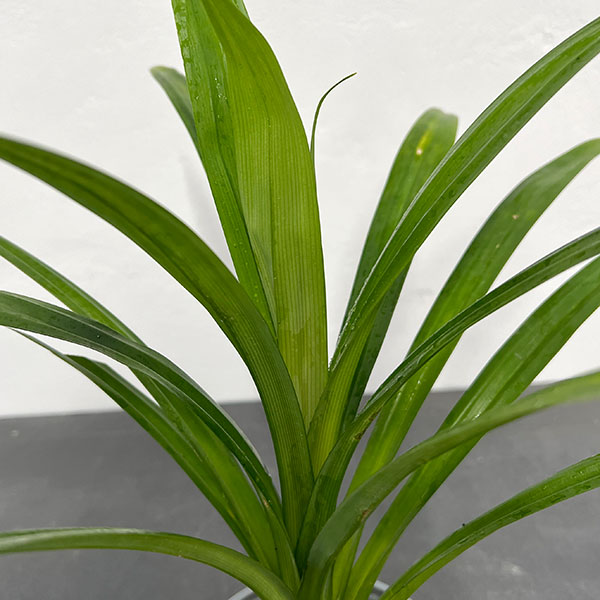 野菜の苗 アジアンハーブ パンダンリーフ4号ポット |  | 02