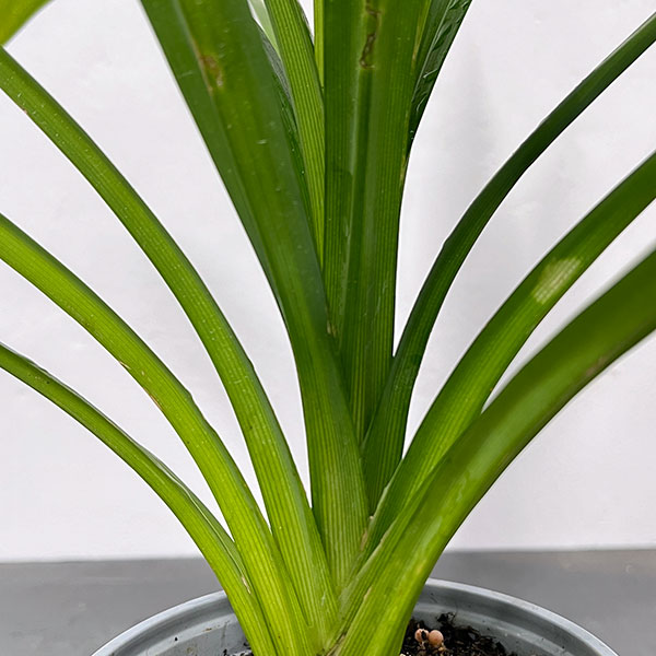 野菜の苗 アジアンハーブ パンダンリーフ4号ポット |  | 03