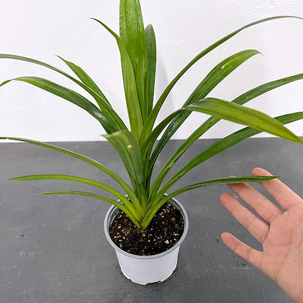 野菜の苗 アジアンハーブ パンダンリーフ4号ポット |  | 04