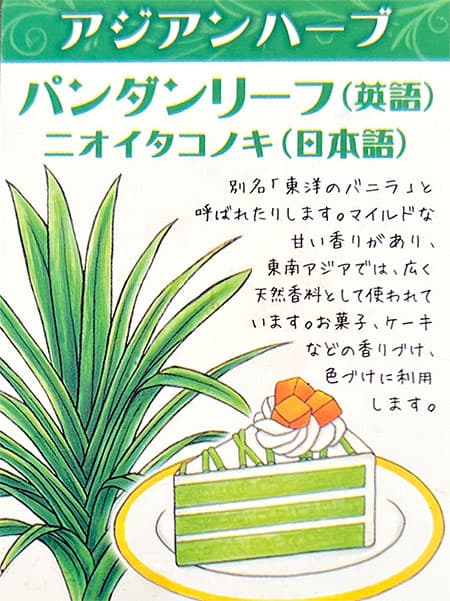 野菜の苗 アジアンハーブ パンダンリーフ4号ポット |  | 07