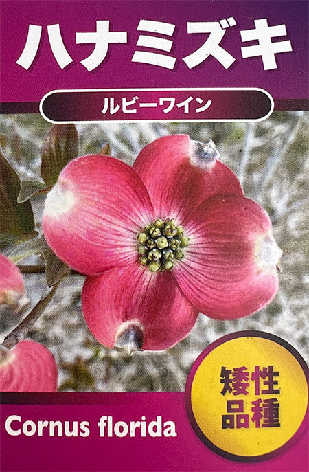 花木 庭木の苗/ハナミズキ：ルビーワイン3号ポット｜engei｜06