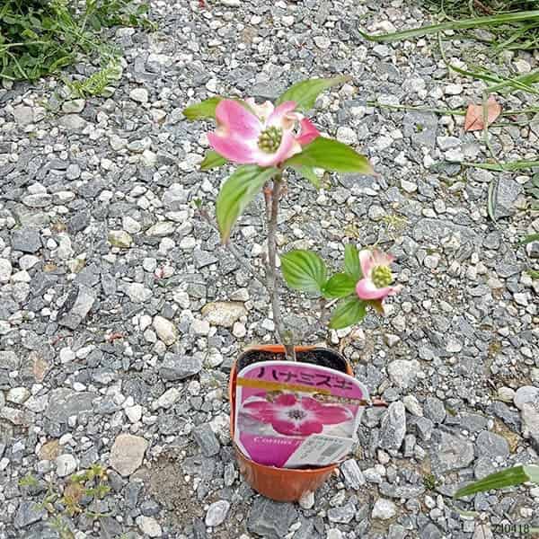 花木 庭木の苗/ハナミズキ：アップルブロッサム3号ポット｜engei｜02