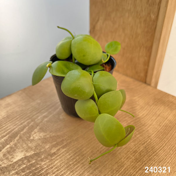 観葉植物 26年8月下旬予約 ディスキディア ...の詳細画像4