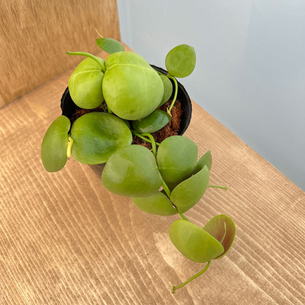 観葉植物 26年8月下旬予約 ディスキディア ...の詳細画像1