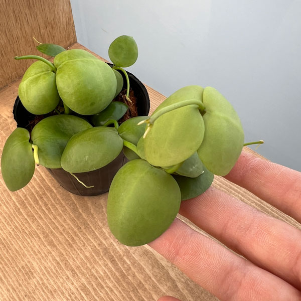 観葉植物 26年8月下旬予約 ディスキディア ...の詳細画像2