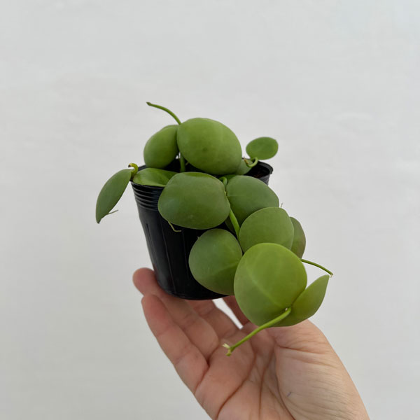 観葉植物 26年8月下旬予約 ディスキディア ...の詳細画像3