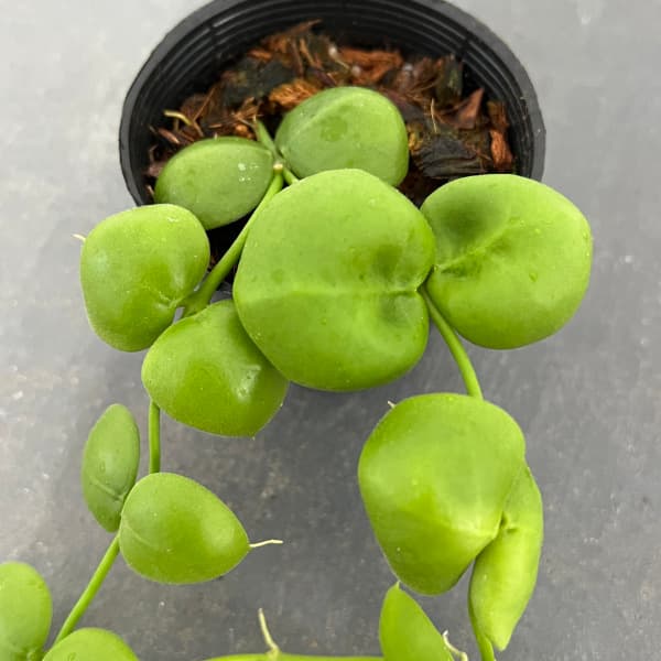 観葉植物 26年8月下旬予約 ディスキディア ...の詳細画像5