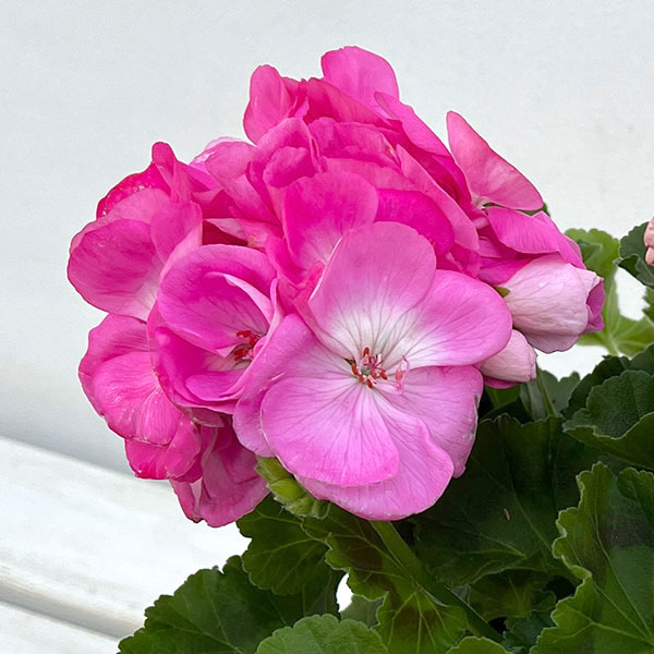 ゼラニウム 苗のおすすめ人気商品一覧 通販 - Yahoo!ショッピング