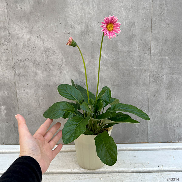 草花の苗/ガルビネア（ガーデンガーベラ）：チーキー　ピンク3.5号ロングポット｜engei｜02