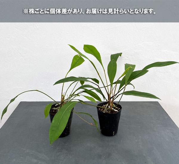 観葉植物/アンスリウム：グラシレ　4号ポット｜engei｜07