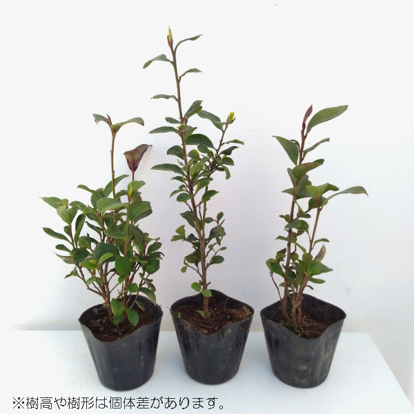 花木 庭木の苗/サカキ：ホンサカキ（本榊）3.5号ポット｜engei｜03
