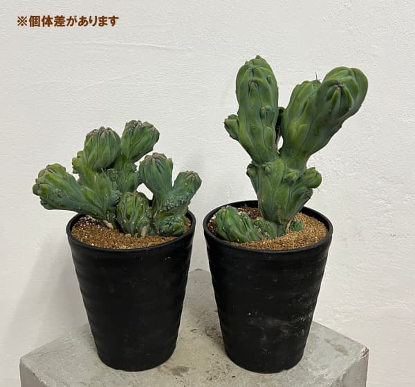 鉢植え☆送料込】ホワイトゴースト・綴化・サボテン（116㎝） Amazon