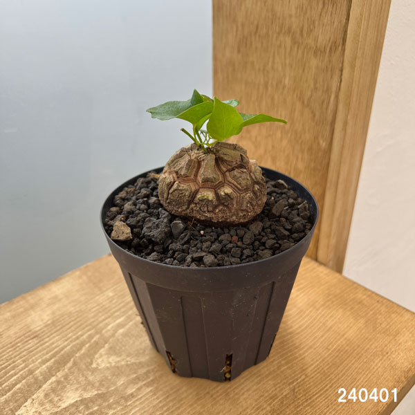 観葉植物 ディオスコレア(亀甲竜) エレファン...の詳細画像1