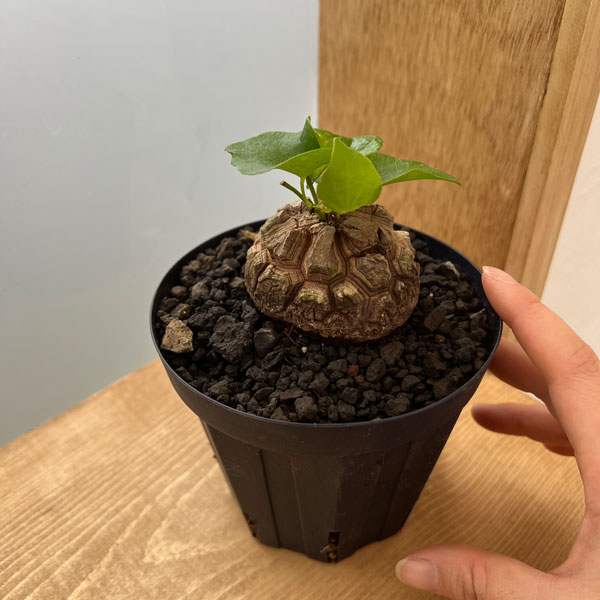 観葉植物 ディオスコレア(亀甲竜) エレファン...の詳細画像2