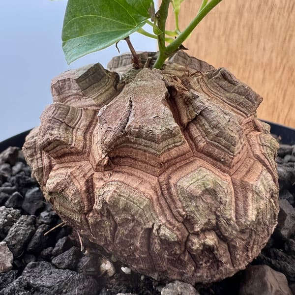 亀甲竜のおすすめ人気商品一覧 通販 - Yahoo!ショッピング