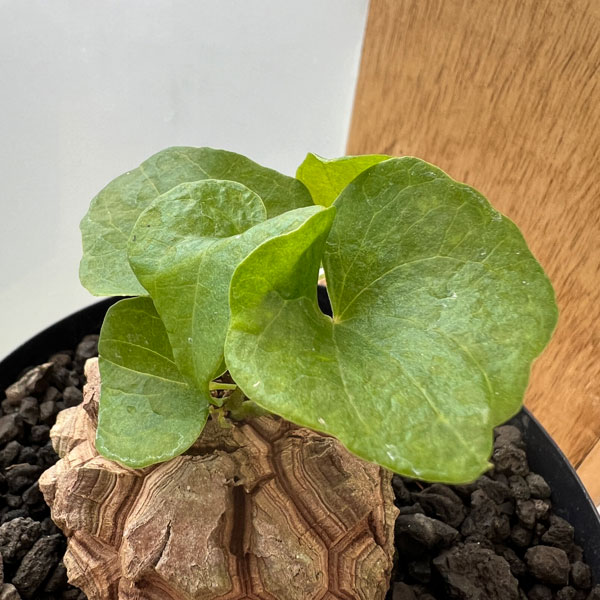 観葉植物 ディオスコレア(亀甲竜) エレファン...の詳細画像4