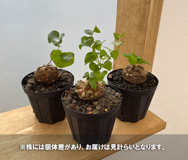 観葉植物 ディオスコレア(亀甲竜) エレファン...の詳細画像5