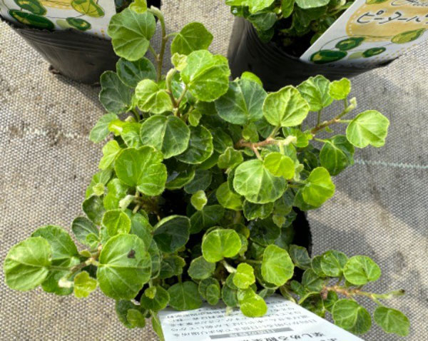 草花の苗 ヘデラ(アイビー) ヘリックス ピー...の詳細画像3