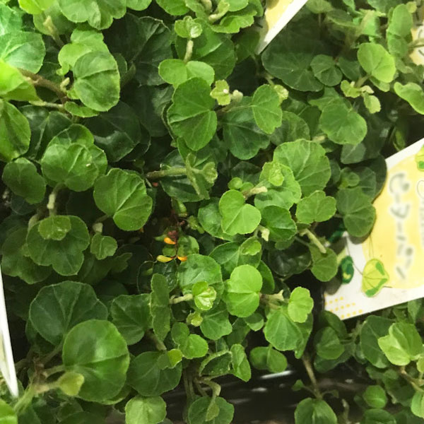 草花の苗 ヘデラ(アイビー) ヘリックス ピー...の詳細画像5