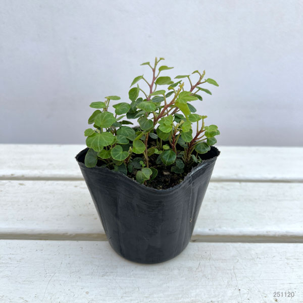 草花の苗 ヘデラ(アイビー) ヘリックス ピー...の詳細画像4