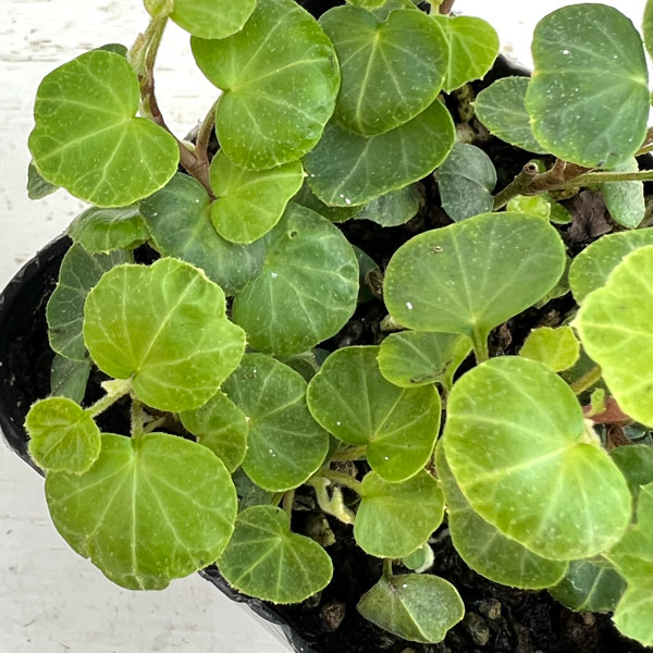 草花の苗 ヘデラ(アイビー) ヘリックス ピー...の詳細画像1