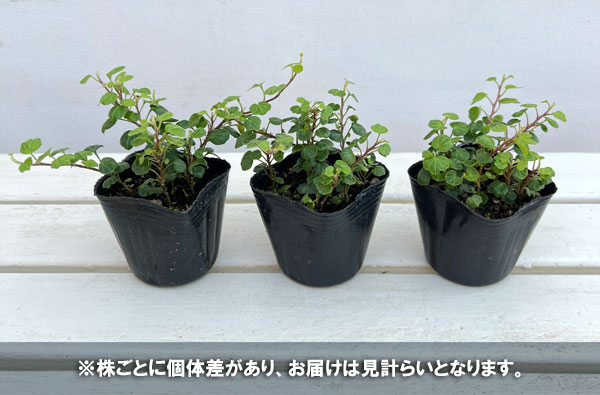 草花の苗 ヘデラ(アイビー) ヘリックス ピー...の詳細画像2