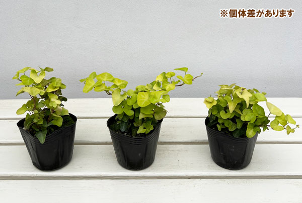 アイビー 小型苗 根付き3種 草花の苗 ヘデラ（アイビー） ヘリックス ジェイク3号ポット : 園芸