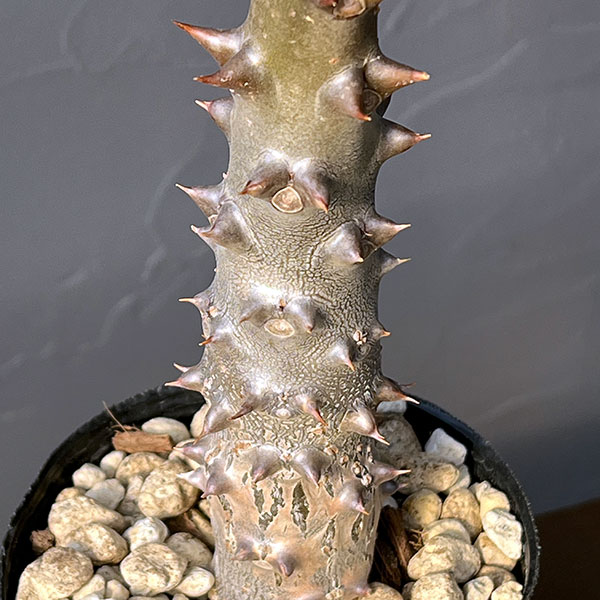 観葉植物 パキポディウム sp.バロニー 3....の詳細画像2