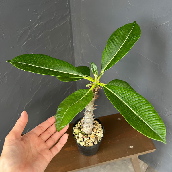 観葉植物 パキポディウム sp.バロニー 3....の詳細画像3