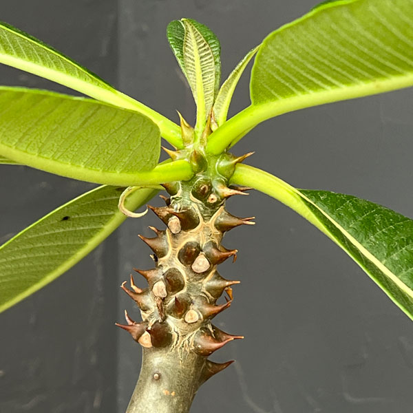 観葉植物 パキポディウム sp.バロニー 3....の詳細画像4