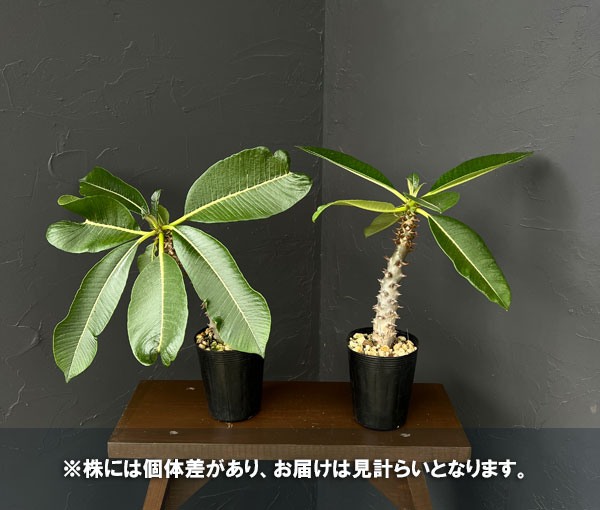 観葉植物 パキポディウム sp.バロニー 3....の詳細画像5