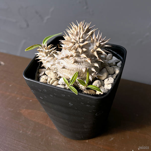 観葉植物 パキポディウム デンシフローラム 3...の詳細画像1
