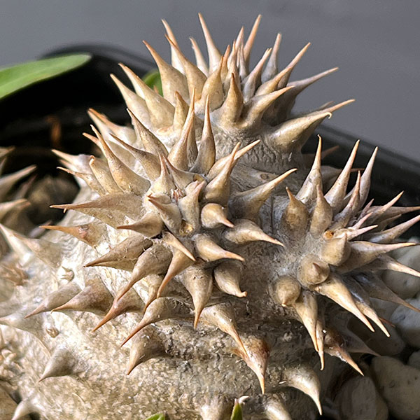 観葉植物 パキポディウム デンシフローラム 3...の詳細画像2