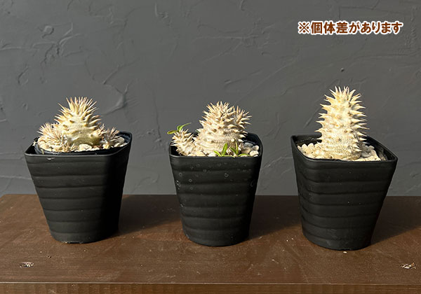 観葉植物 パキポディウム デンシフローラム 3...の詳細画像4