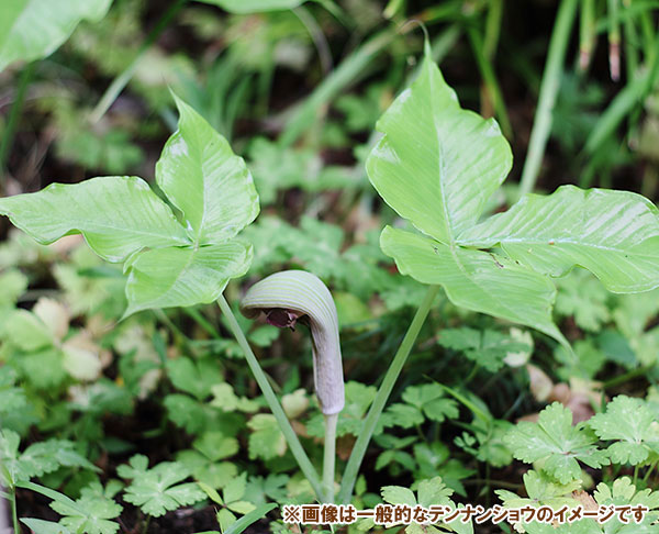 テンナンショウ 山野草のおすすめ人気商品一覧 通販 - Yahoo!ショッピング