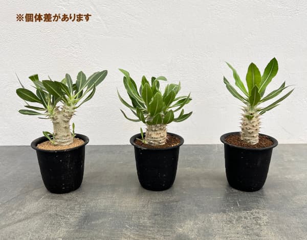 観葉植物 パキポディウム ホロンベンセ 3号鉢植え* : 園芸ネット