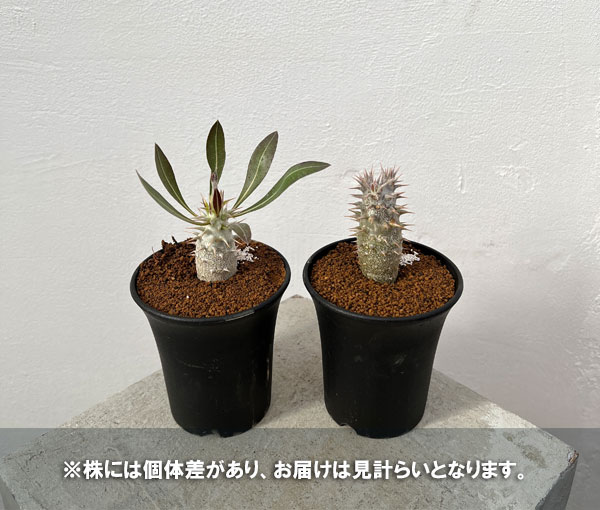 観葉植物 棚卸セール パキポディウム ホロンベンセ 3号鉢植え* : 園芸