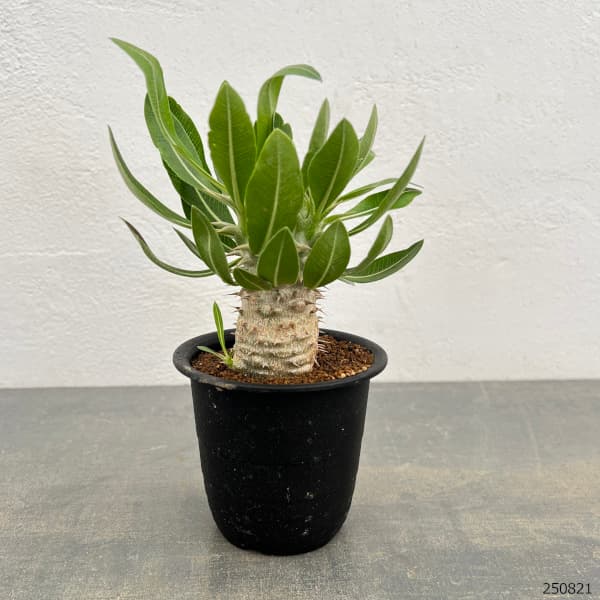 観葉植物 パキポディウム ホロンベンセ 3号鉢植え* : 園芸ネット