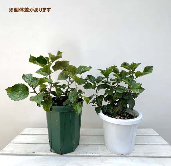 ハイビスカス：あいちじく 7号鉢植え｜engei｜02