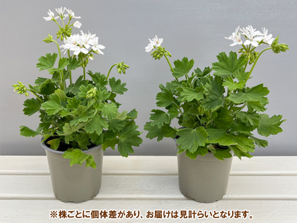 ゼラニウム 苗のおすすめ人気商品一覧 通販 - Yahoo!ショッピング