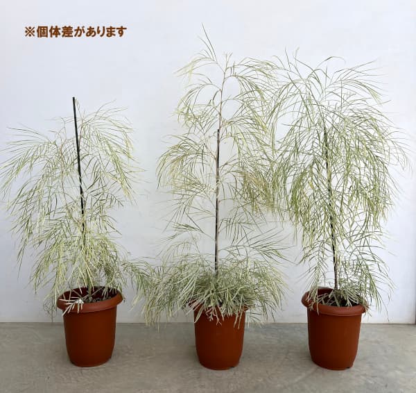 花木 庭木の苗 グレビレア ハニーワンダー 7号鉢植え : 園芸ネット