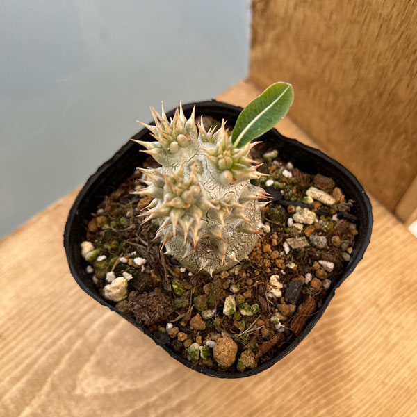 観葉植物 パキポディウム 恵比寿大黒（国内実生株）3.5号鉢植え : 園芸