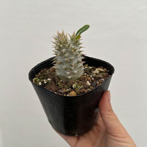 観葉植物 棚卸セール パキポディウム 恵比寿大黒（国内実生株）3.5号