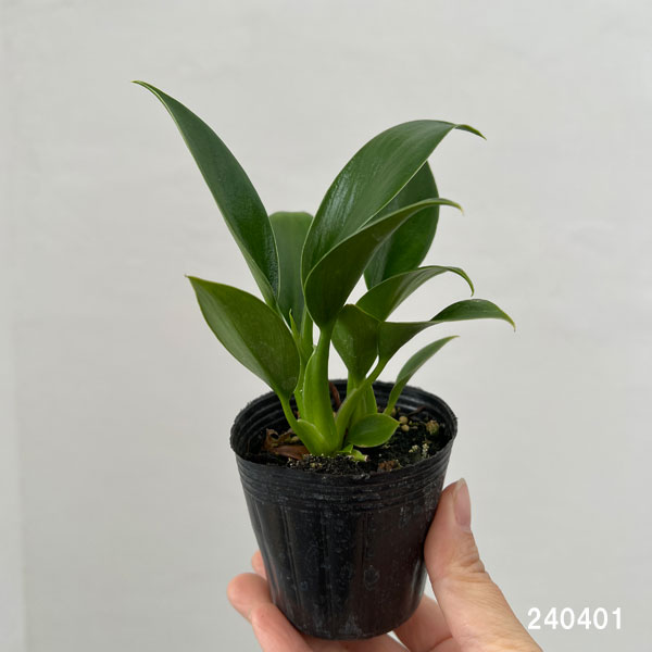 観葉植物 フィロデンドロン グリーンプリンセス 2.5号ポット : 園芸