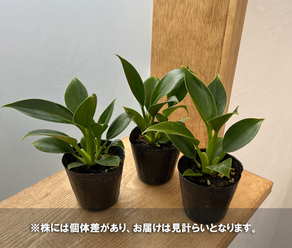 観葉植物 フィロデンドロン グリーンプリンセス 2.5号ポット : 園芸