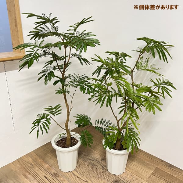 観葉植物/エバーフレッシュ　8号鉢植え* 送料無料