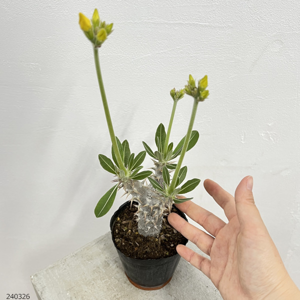 観葉植物 パキポディウム デンシフローラム（国内実生株） 3.5号ポット