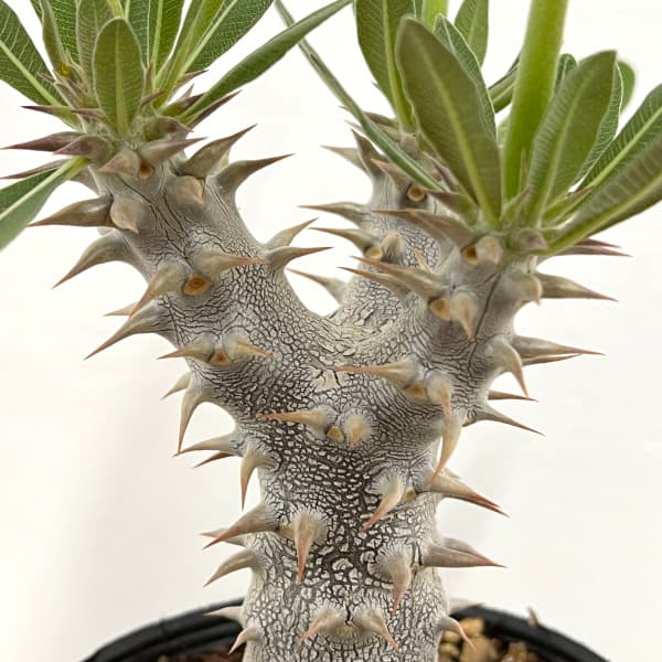 観葉植物 パキポディウム デンシフローラム（国内実生株） 3.5号ポット